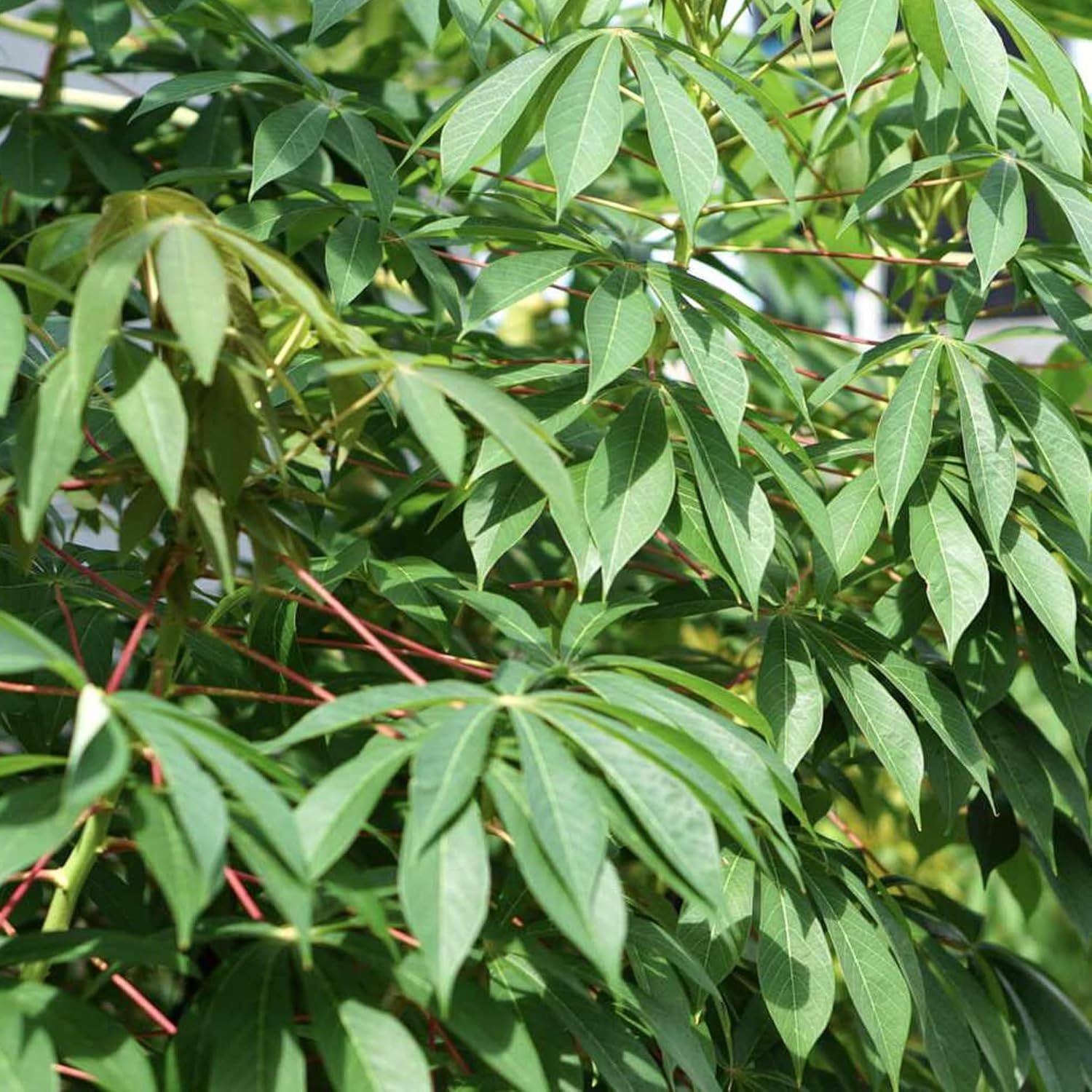 Isombe 1kg: Cassava leaves 1kg