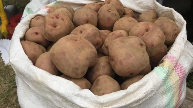 Ibirayi bya kinigi, Potatoes